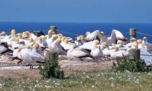 gannets.jpg